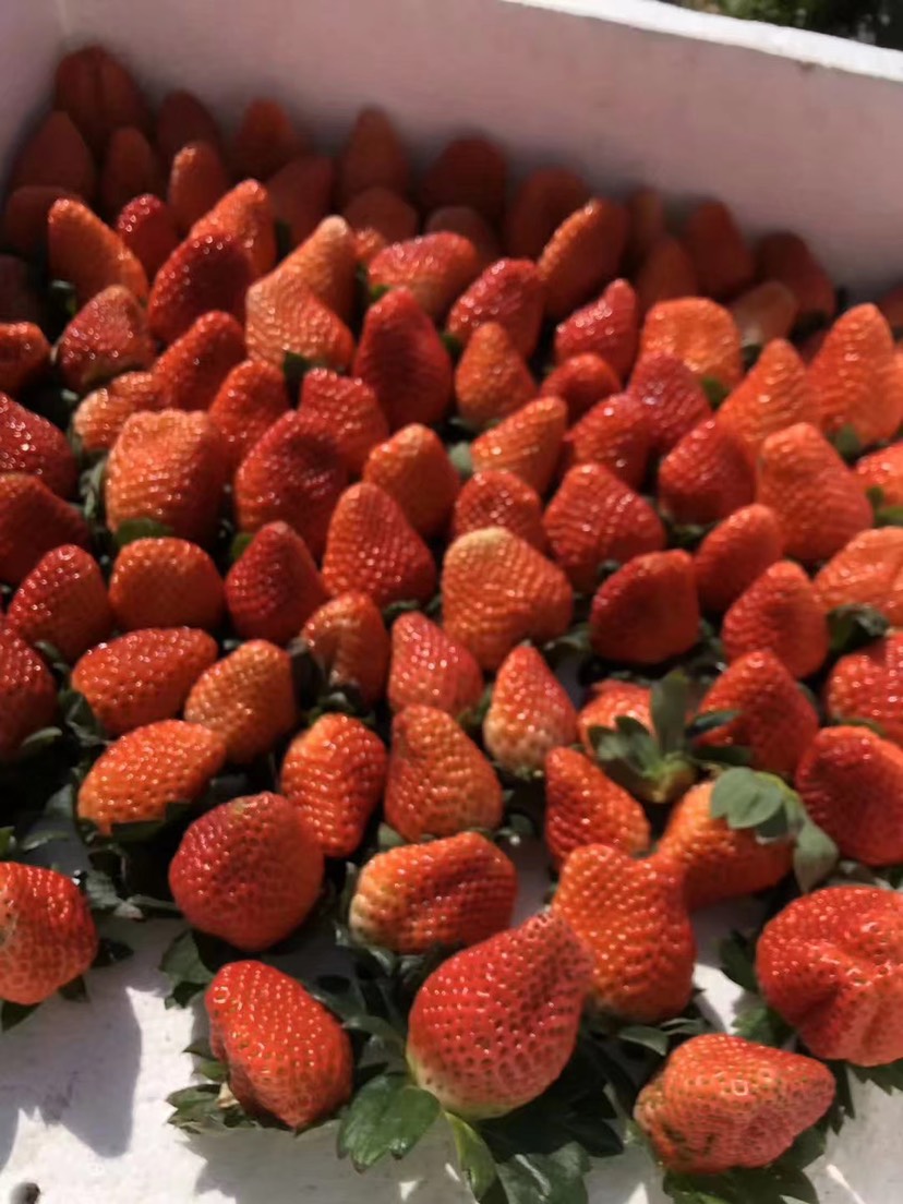 大凉山露天德昌草莓红颜巧克力奶油黔莓5斤自然成熟当季新鲜水果