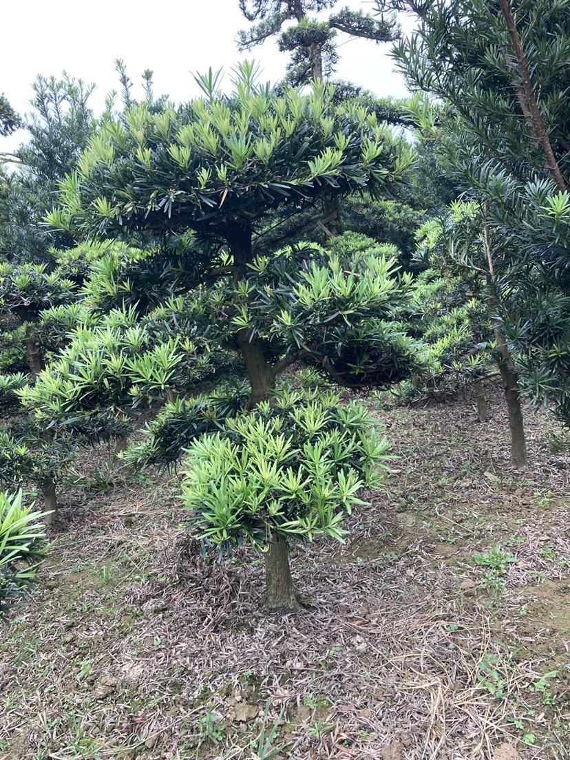 [造型罗汉松批发]造型罗汉松 小盆景 小地景树价格385