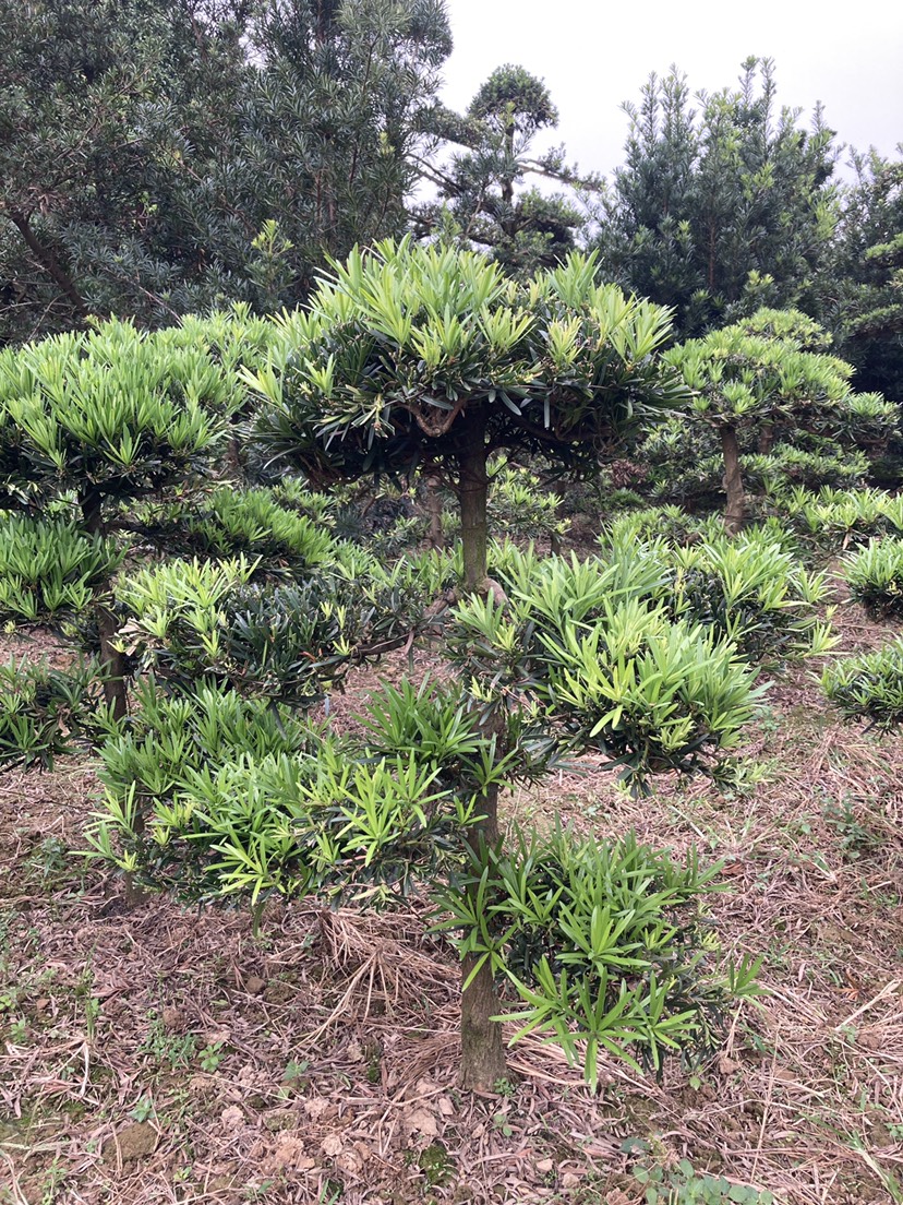 [造型罗汉松批发]造型罗汉松 小盆景 小地景树价格385