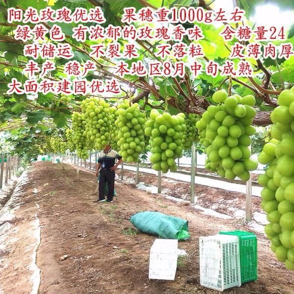 优选阳光玫瑰葡萄苗 包品种 包结果 嫁接苗 抗病害