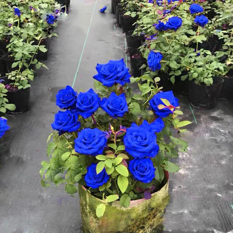 蓝玫瑰花苗盆栽嫁接多色妖姬月季四季开花带花苞浓香后期着色