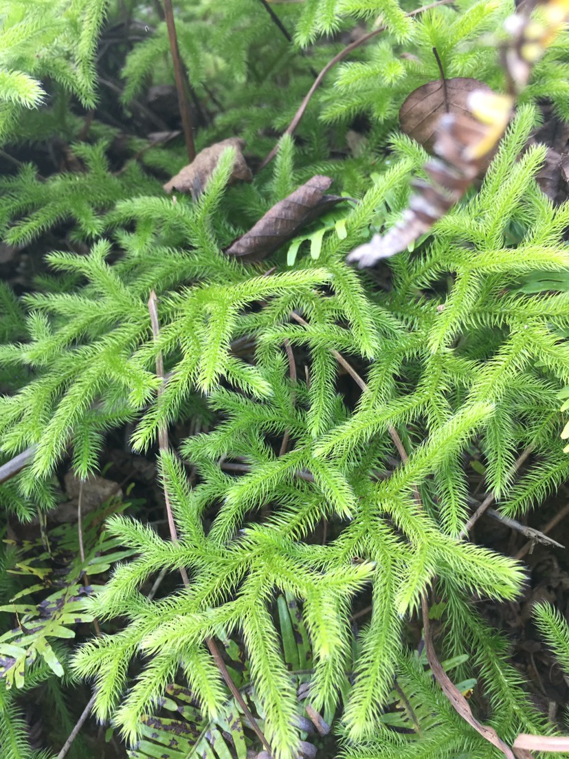 九头狮子草种苗 狮子草