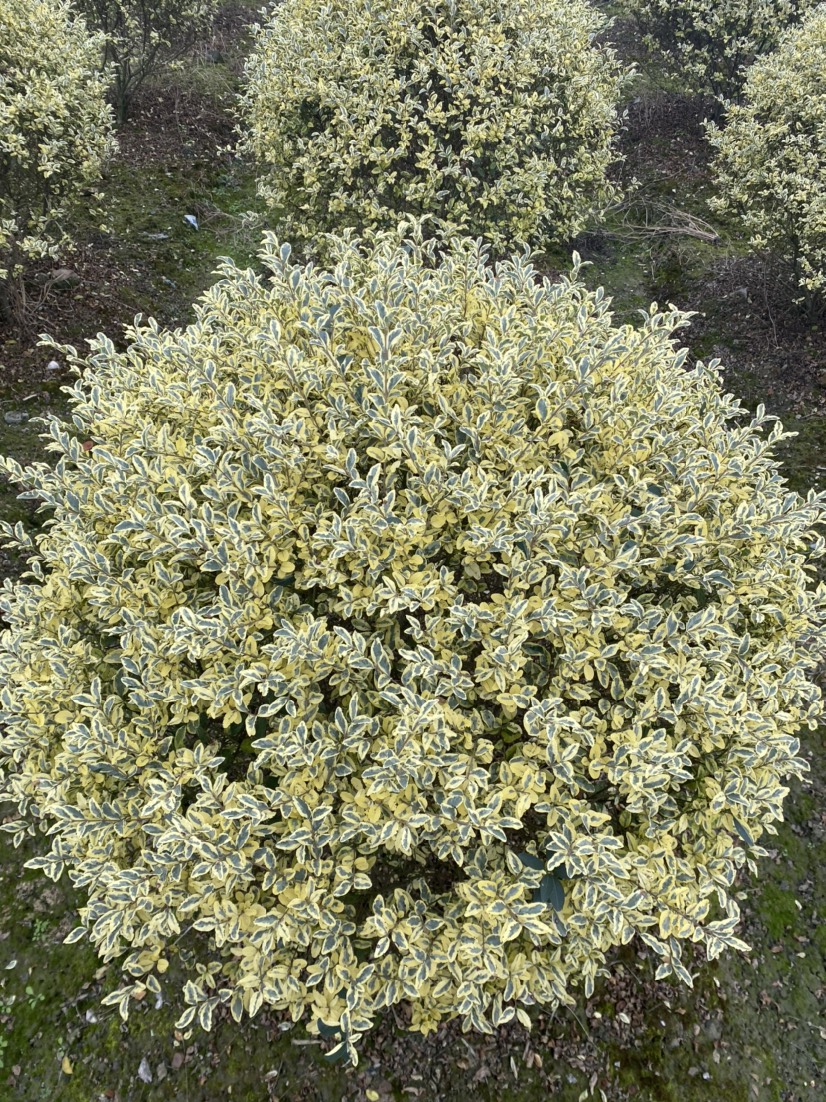 花叶女贞 金姬小蜡球,1.2米金姬小蜡球,金姬小蜡球基地批发