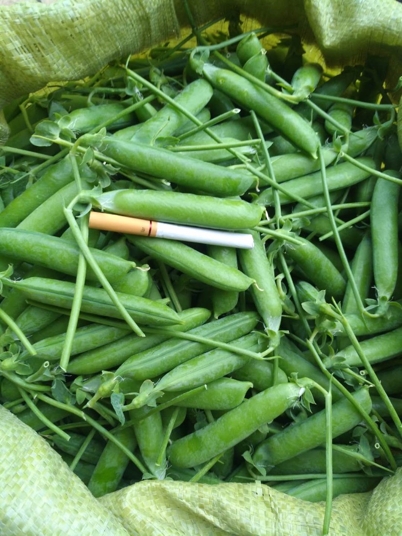 甜豌豆云南长寿人优质新品种甜脆碗豆