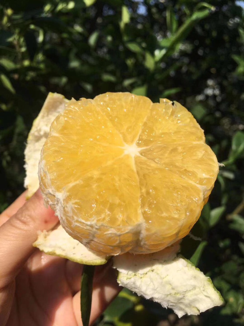广西武鸣皇帝柑