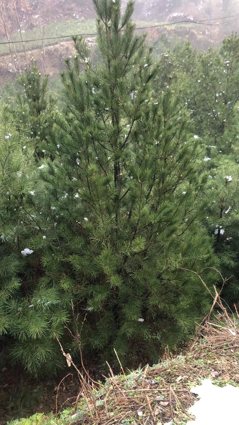 陕西白皮松 4米白皮松量大从优