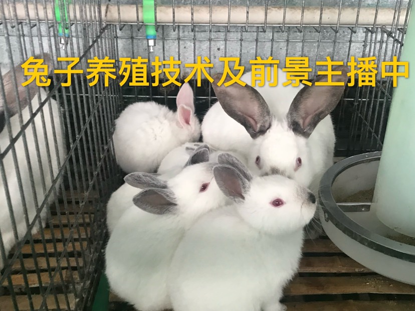 [肉兔批发]大型伊拉肉兔种兔品种价格80元/只 惠农网