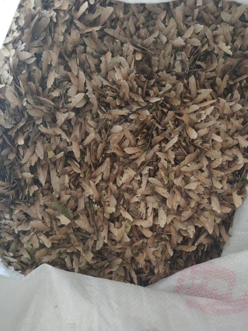 枫树种子