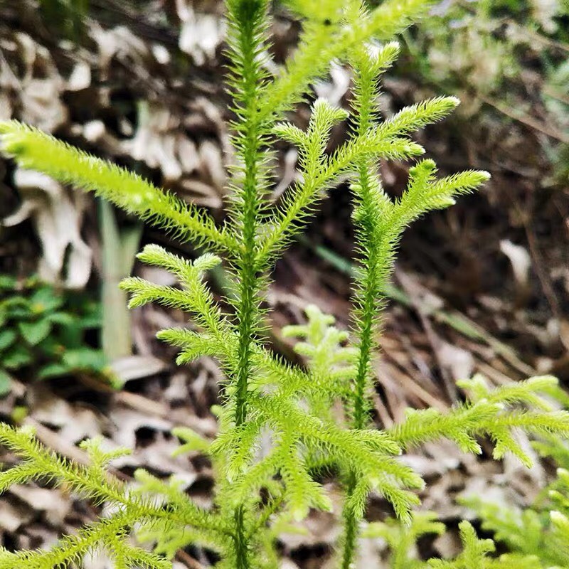 中药材石松舒筋草伸筋草草坪地被绿化观赏盆栽庭院种植可泡澡泡脚