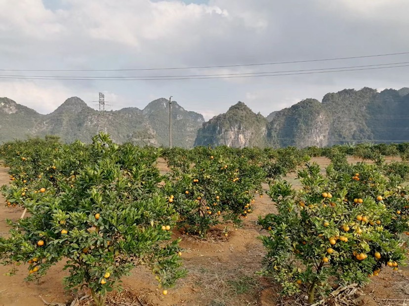 广西武鸣沃柑茂谷柑皇帝柑砂糖橘万亩种植基地新鲜当季上市