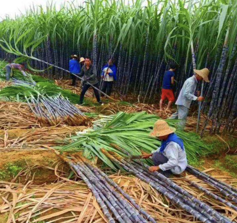 [黑皮甘蔗批发] 广东省湛江雷州黑皮甘蔗超甜甘脆价格0.