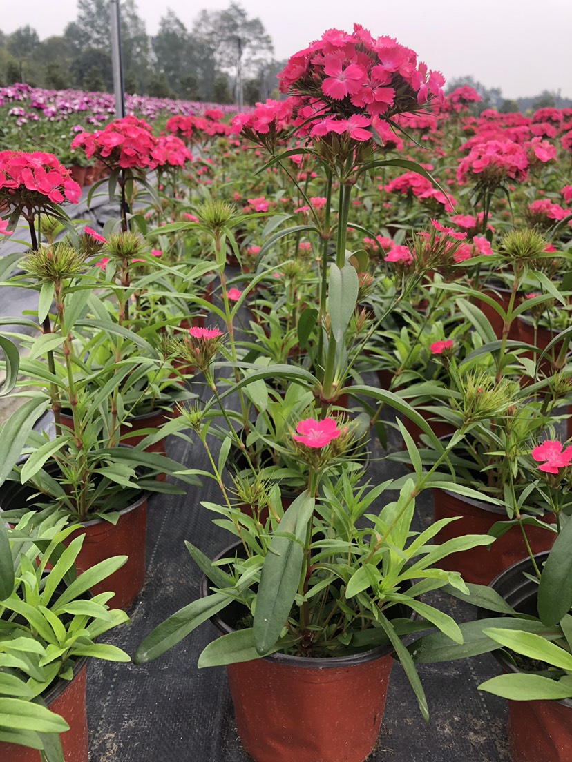 五彩石竹 四川成都高杆石竹种植基地