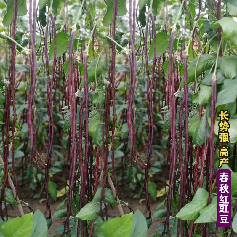 [紫红豇豆种子批发]红豆角种子 春秋红长豇豆种子高产