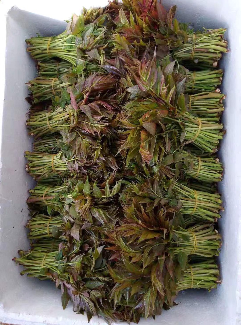 绿香椿芽 于记头香椿芽行