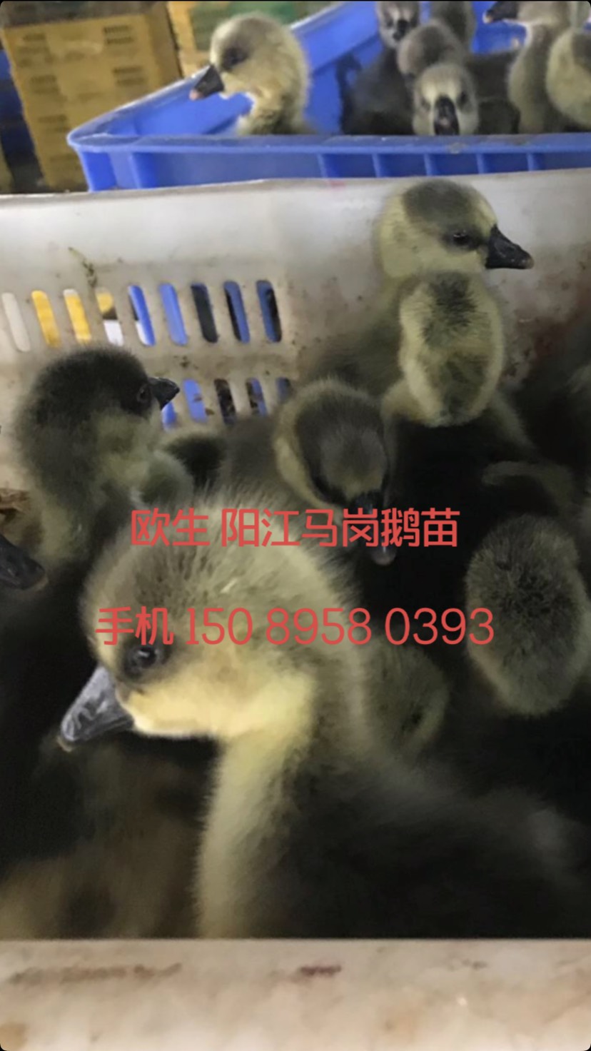 [马岗鹅苗批发]供应 马岗鹅苗价格7元/只 - 惠农网