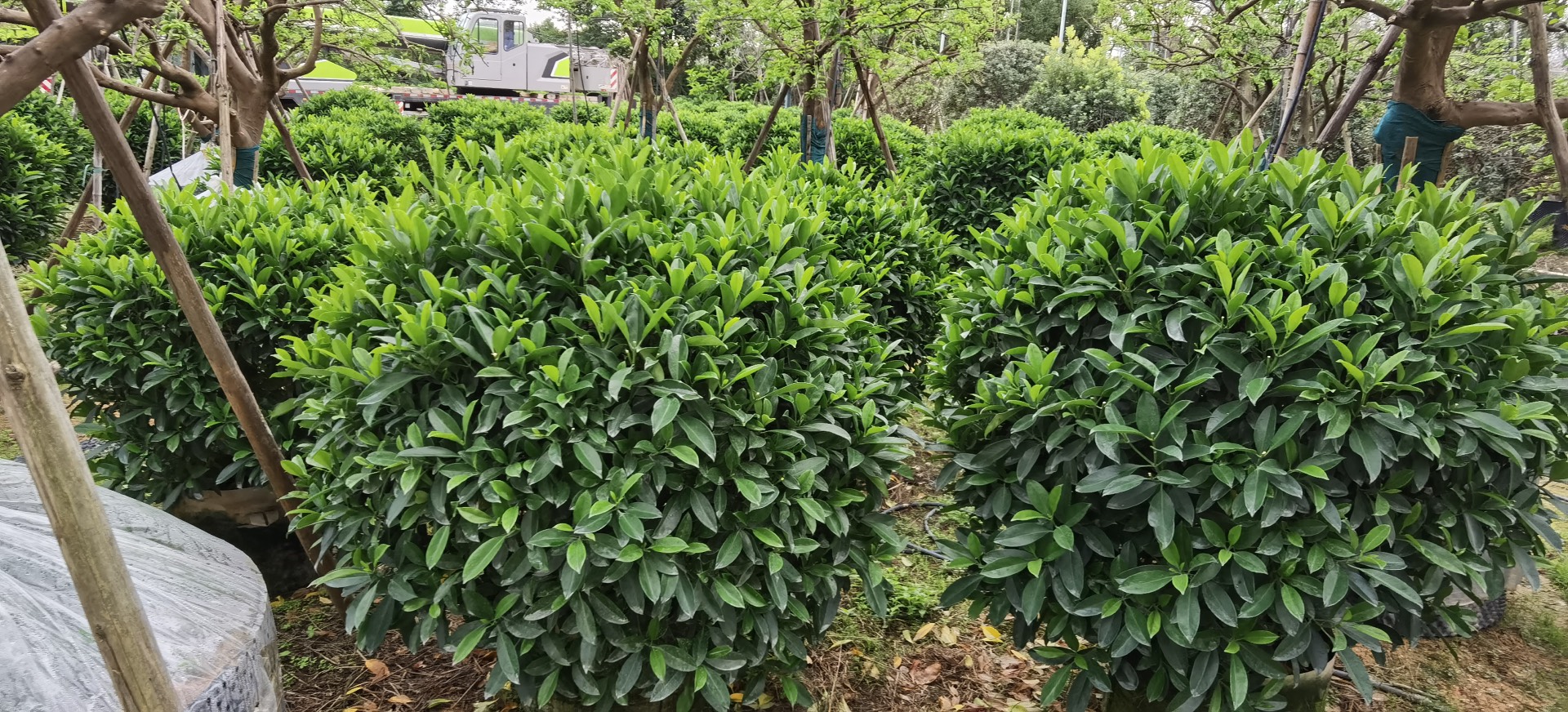 非洲茉莉球