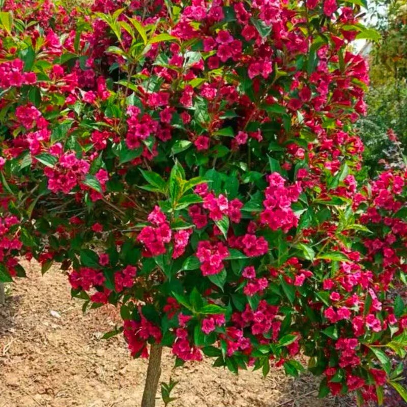 [锦带花批发]红王子锦带花苗花叶锦带五彩锦带花树带.