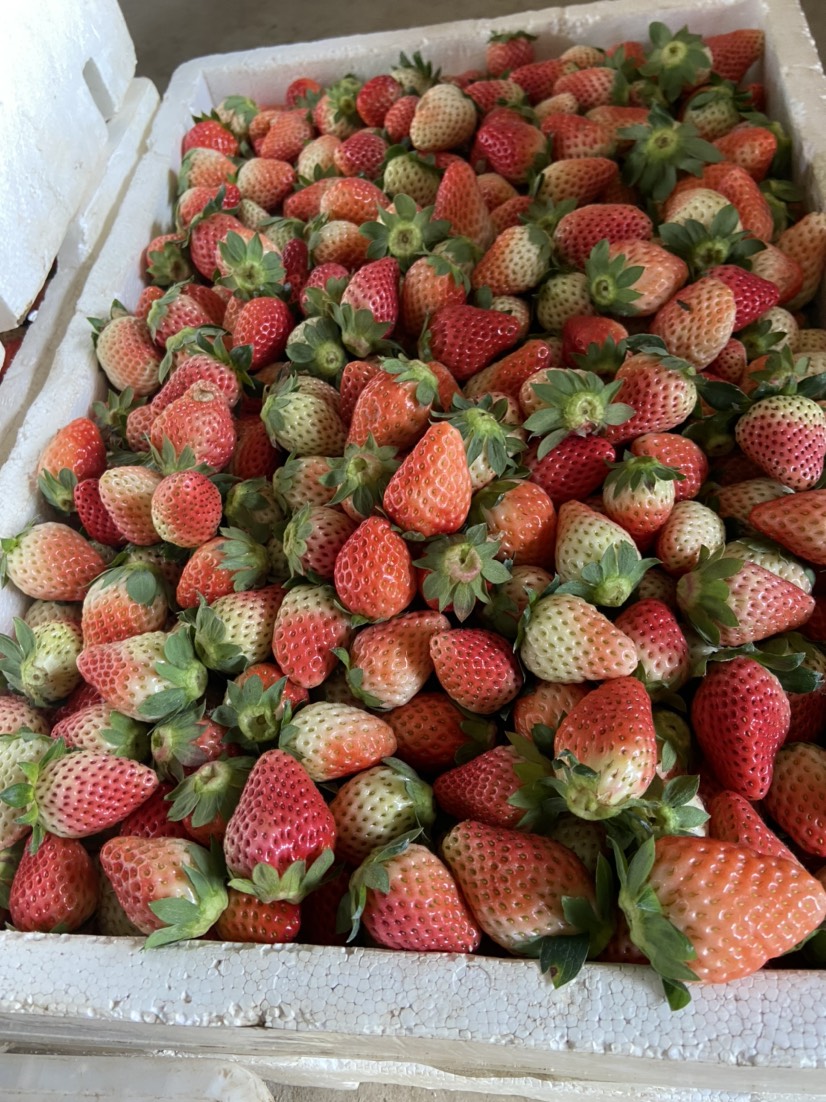 德昌草莓