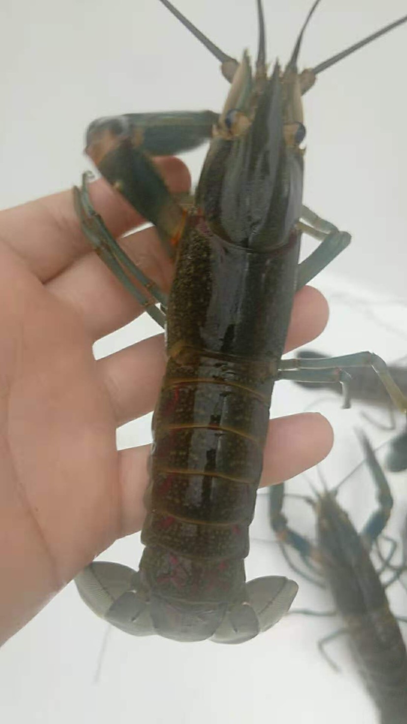 澳洲蓝龙淡水小龙虾