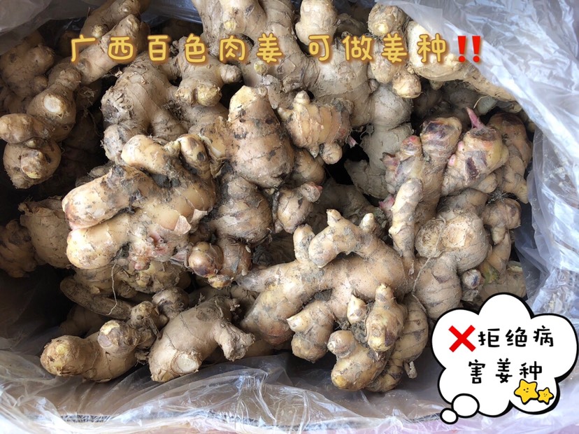 红皮蒜 2011年云南红蒜 干蒜 红米 紫皮大蒜 一件代发