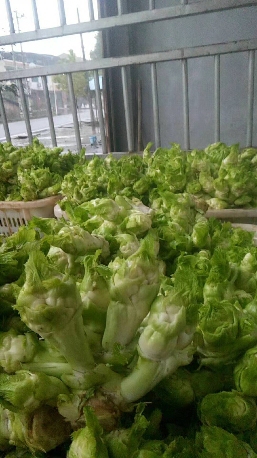 [儿菜批发 优质儿菜大量出货价格0.6元/斤 惠农网