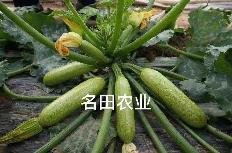 高端西葫芦种子,绿皮油绿西葫芦种子 抗病能力强 高产 卖价好