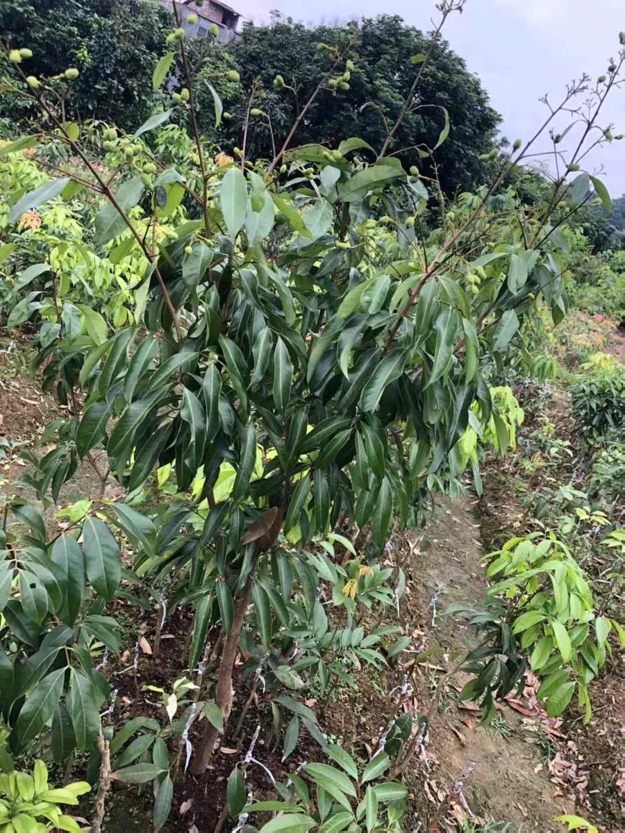 冰荔苗荔枝苗新品冰荔仙进奉无核妃子笑嫁接果树苗盆栽地栽庭院南方