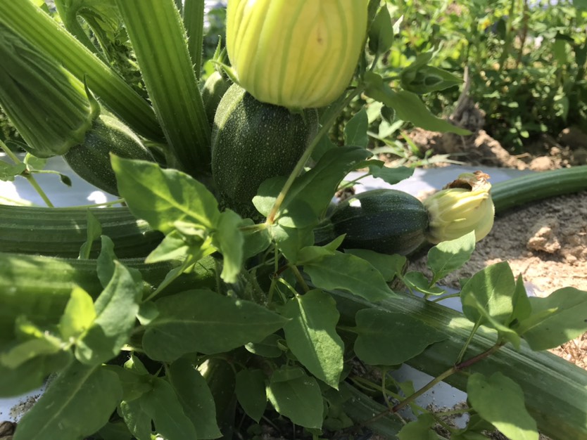 绿皮西葫芦 100亩圆形西葫芦矮南瓜树蕃瓜圆形云南小瓜