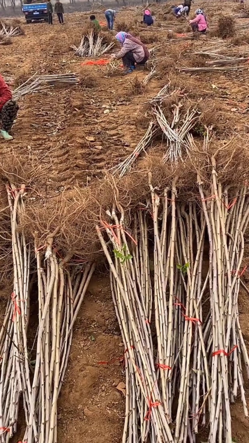 沙王樱桃苗 《纯正》沙王大樱桃苗 包技术 保成活 死苗补发 提供技术