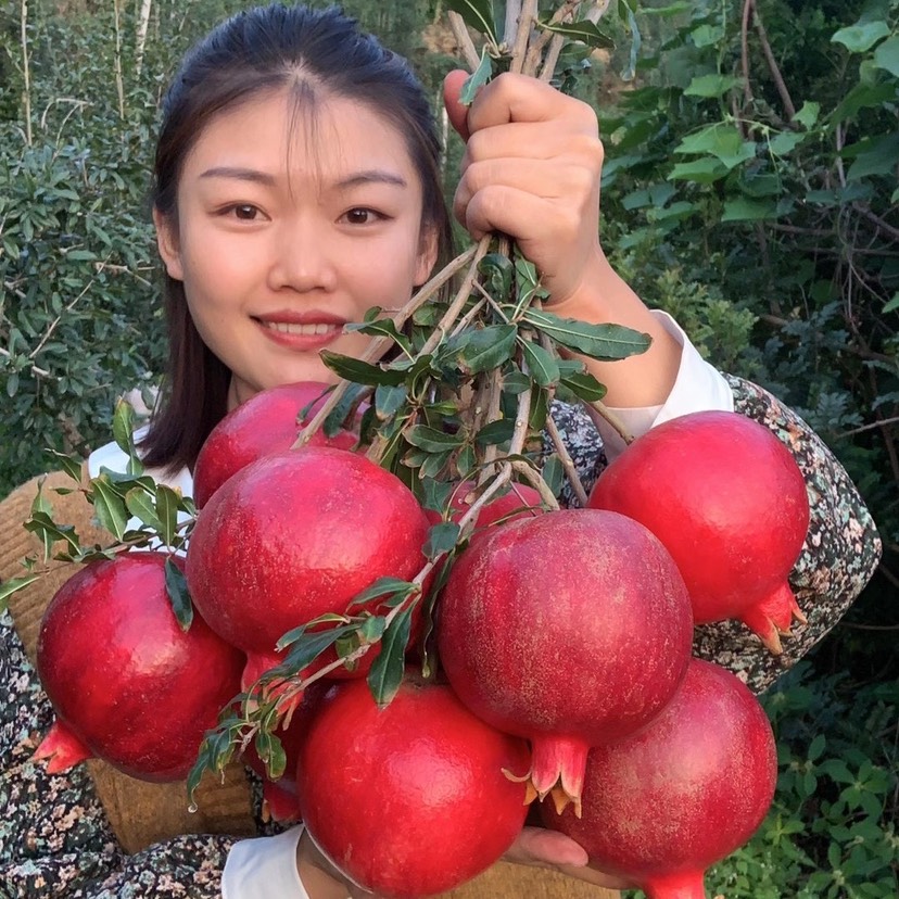 [蒙阳红石榴苗批发]蒙阳红石榴苗 特大突尼斯软籽石榴树,安石榴,白