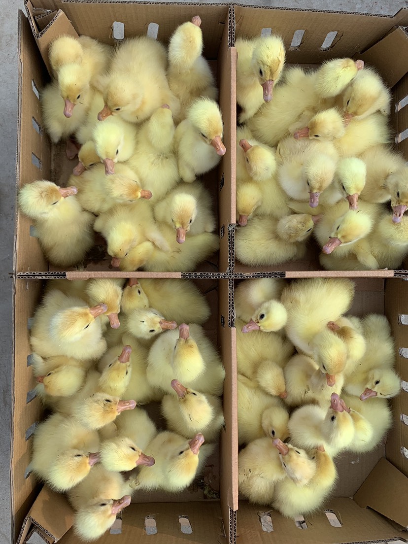 [三花鹅苗批发]三花鹅苗 三花鹅四季鹅大种白鹅