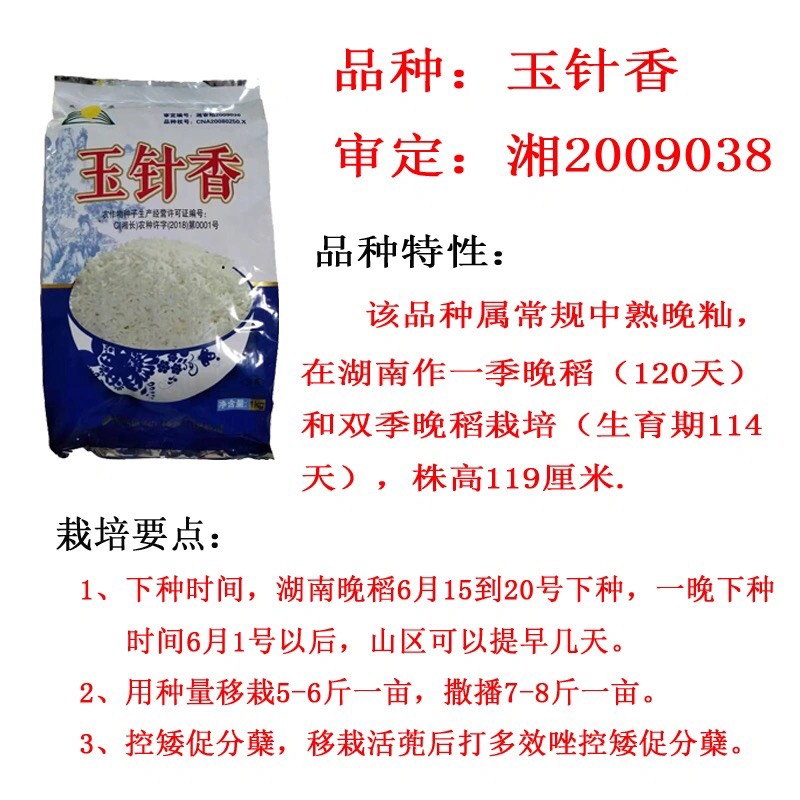 玉针香水稻种子 谷种优质香米稻种 玉针香 常规水稻种子晚稻种子米质