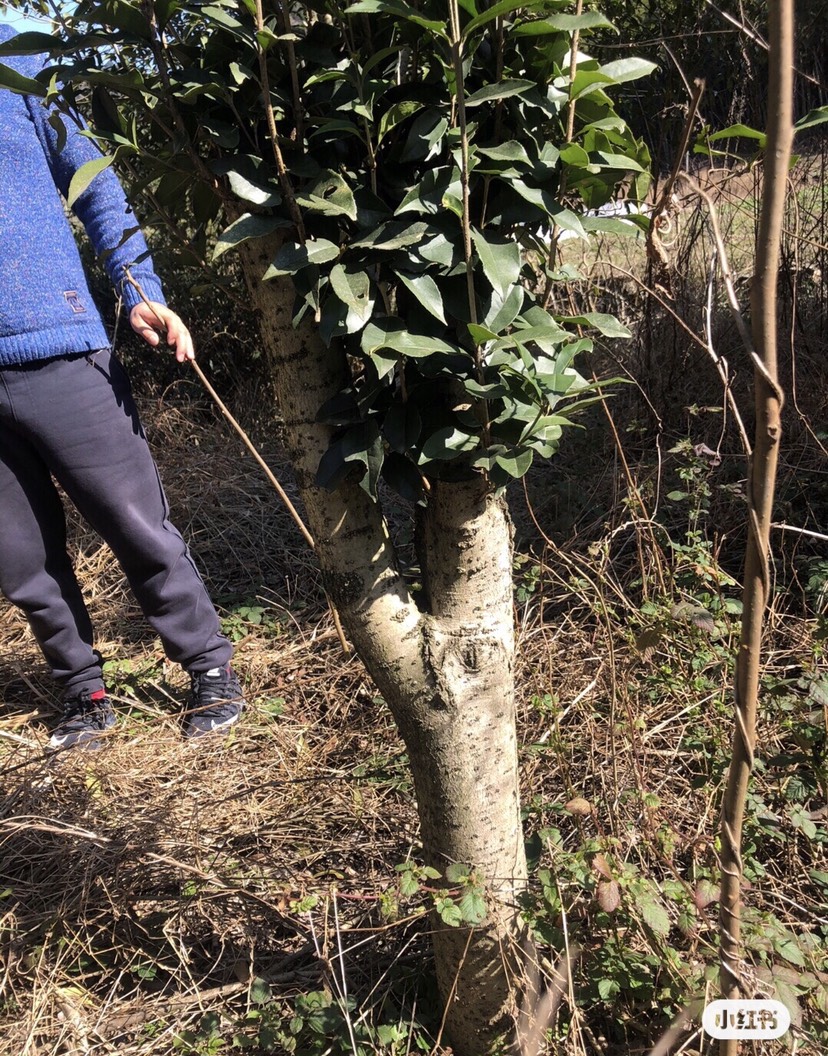 盆栽新宠桂花树丹桂原桩老桂花树