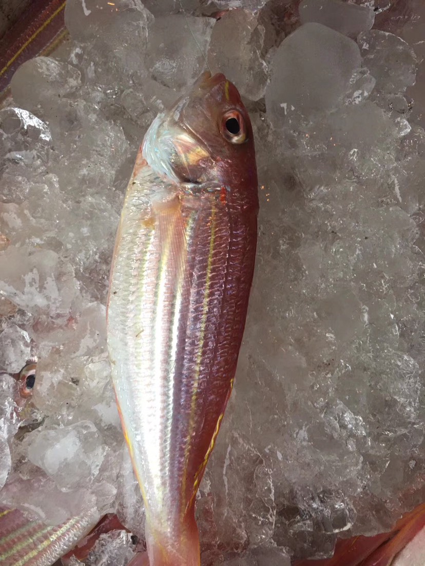 冰鲜.海钓红杉鱼