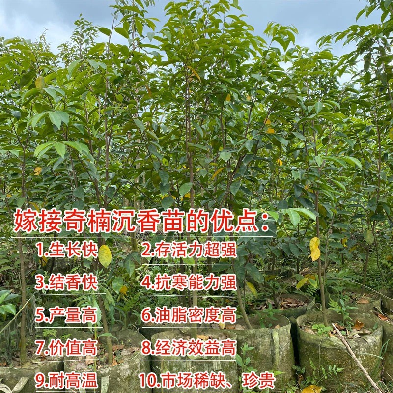 奇楠沉香树沉香树苗正宗白奇楠绿奇楠紫奇楠嫁接苗糖结金丝油油叶子冠