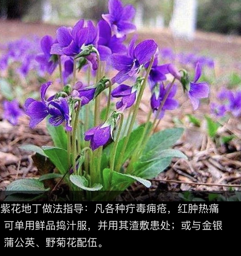 紫花地丁(梨头草)