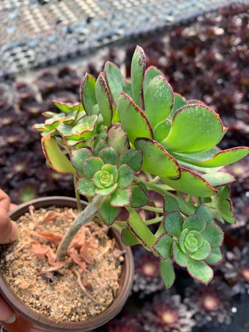多肉法师青衣法师手捧群多肉植物