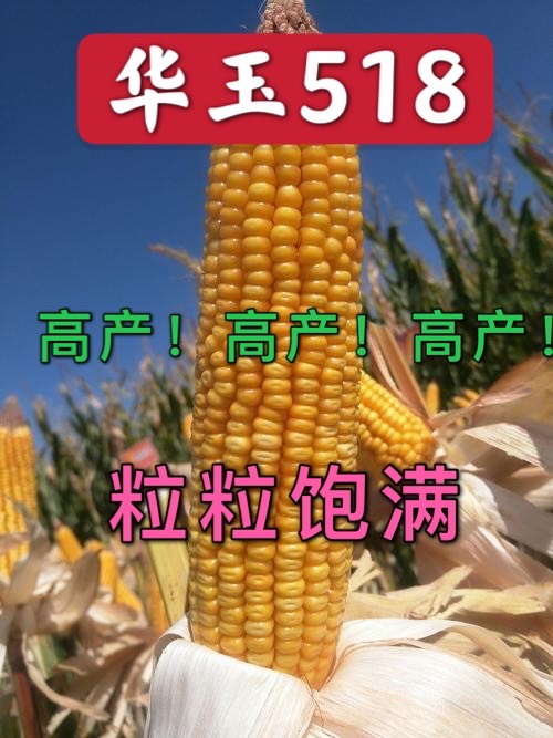 玉米种子 华玉518亩产1800斤以上,100斤玉米六斤多芯