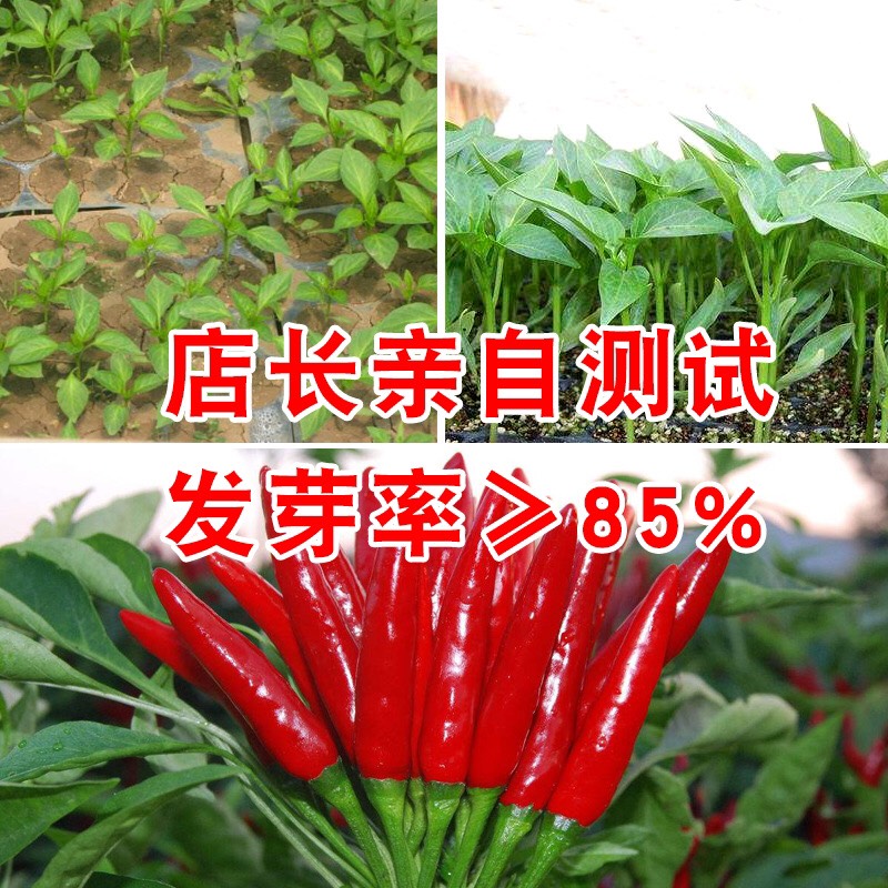[辣椒种子批发]新一代辣椒种子早熟抗并高产不易裂果.