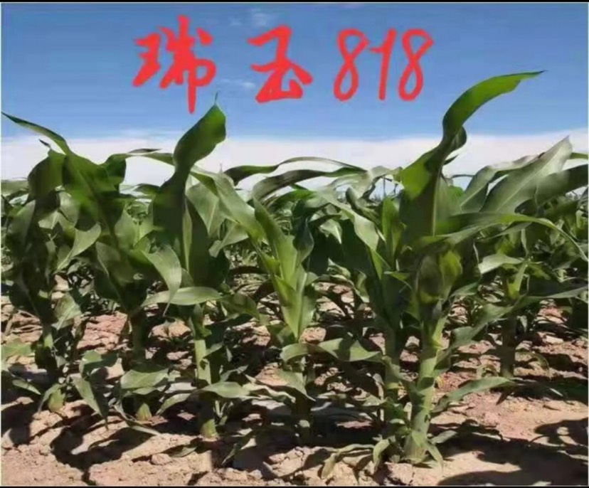 瑞玉818玉米种子,耐高温,抗倒伏,盐碱地也可种植
