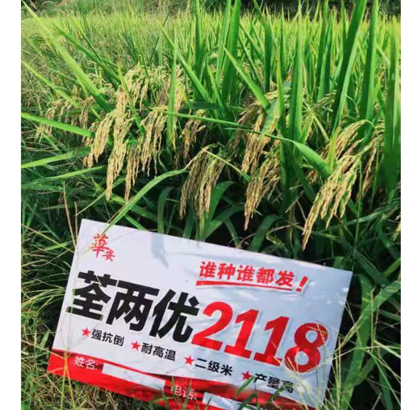 荃两优2118水稻种 高产优质杂交稻种子 荃两优2118