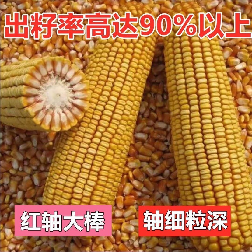玉米种子晋单78亩产1800斤抗旱抗倒伏穗位95株高235