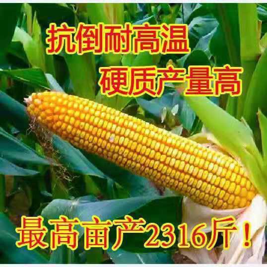 玉米种子 华玉518亩产1800斤以上,100斤玉米六斤多芯,硬质胶质