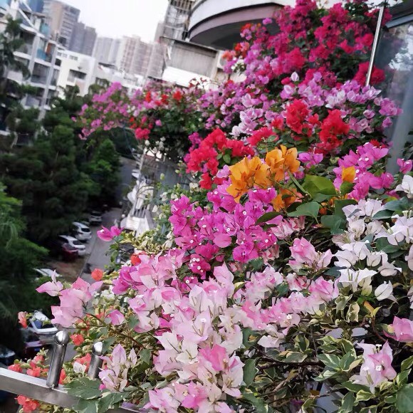 重瓣三角梅花卉盆栽 室内盆景 四季开花 带花苞发货