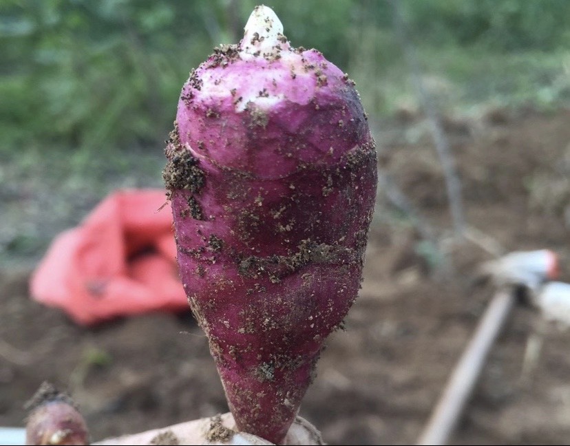 [芋头种批发]芋头种 胰岛果 红果菊芋种子 山东产地0.