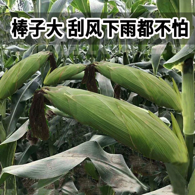 九号双棒马牙夏播高产玉米种子 高产抗倒伏虫不吃万育6608