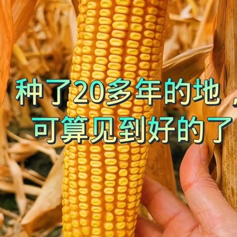 东单913大马牙粒玉米种,高抗高产,矮穗大棒玉米种