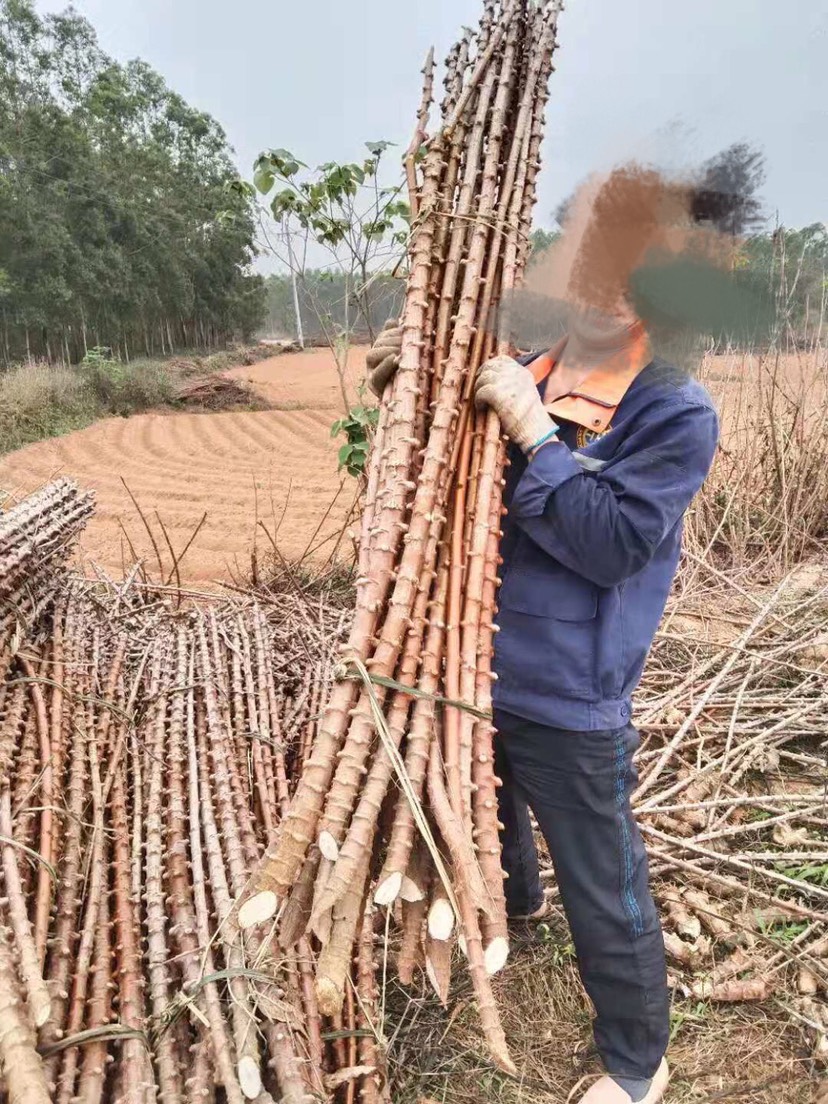 木薯种苗 面包木薯 黄肉木薯苗南北方种植易存活种植简单