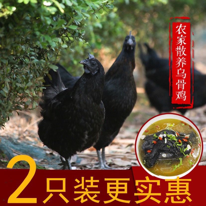 【亏促】2只乌鸡土鸡老母鸡乌骨鸡 柴笨整鸡走地跑山鸡三黄五黑