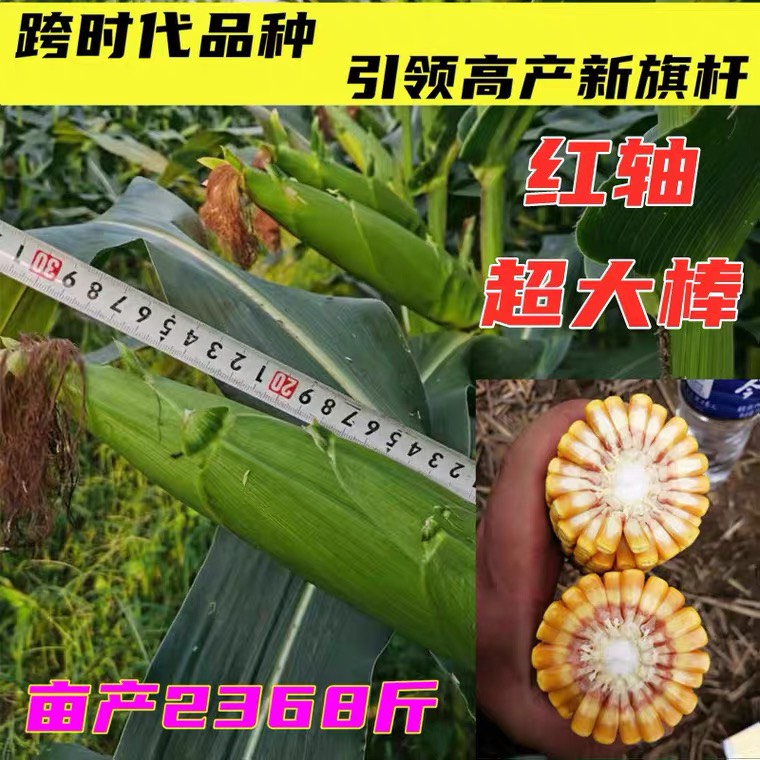 玉米种子 东单913马牙玉米种,高抗高产,矮穗大棒玉米种胶质硬质